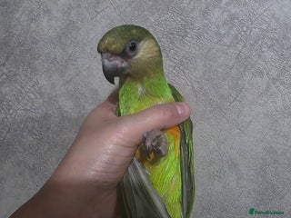 Parrots birds Senegal parrot - Advert 2