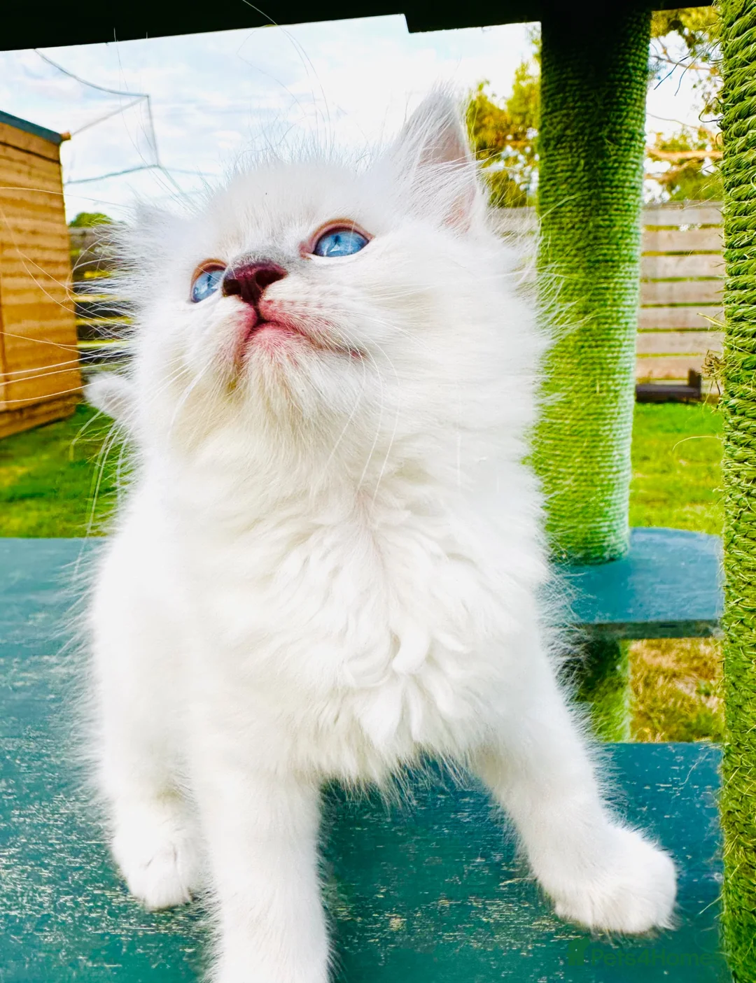 Ragdoll cats for sale: GCCF BEAUTIFUL RAGDOLL KITTENS  - Advert 1