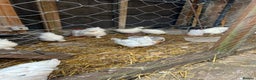 Chickens poultry for sale: Silkie cockerels & unsexed grower - Advert 4
