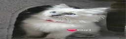 Ragdoll cats for sale: Ragdoll Kitten AVALIABLE  - Advert 8