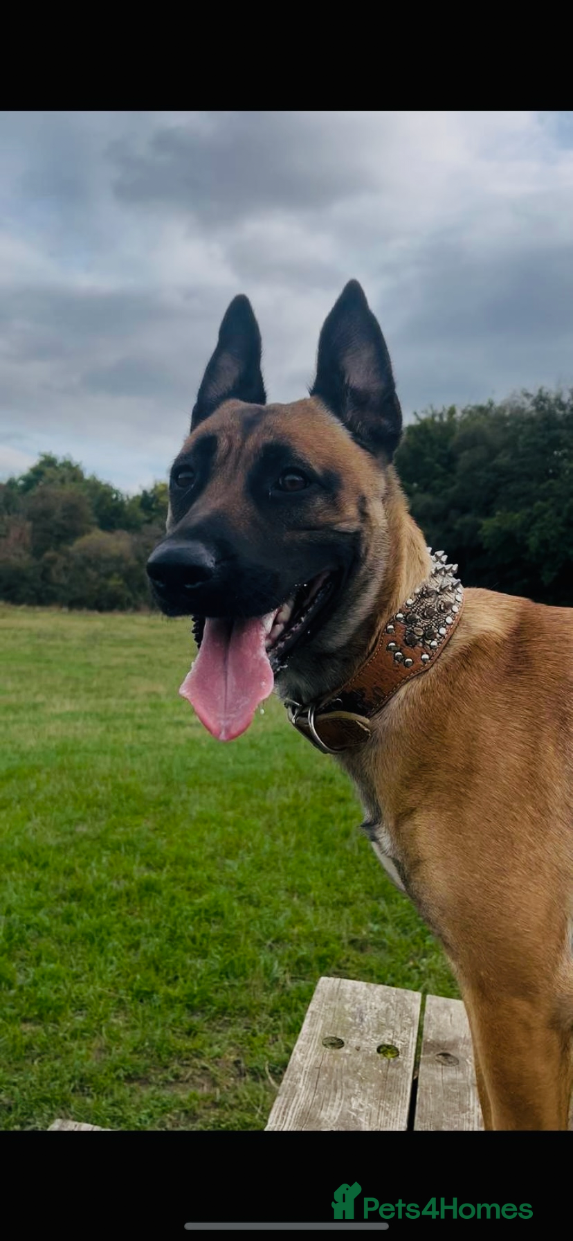Mixed Breed dogs Belgian Malinois x Bullmastiff dog - Advert 2