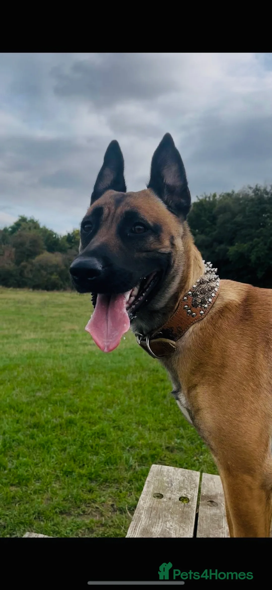 Mixed Breed dogs for sale: Belgian Malinois x Bullmastiff dog - Advert 1