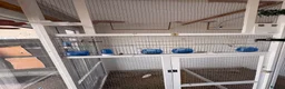Finches birds for sale: Goldfinch  - Advert 11