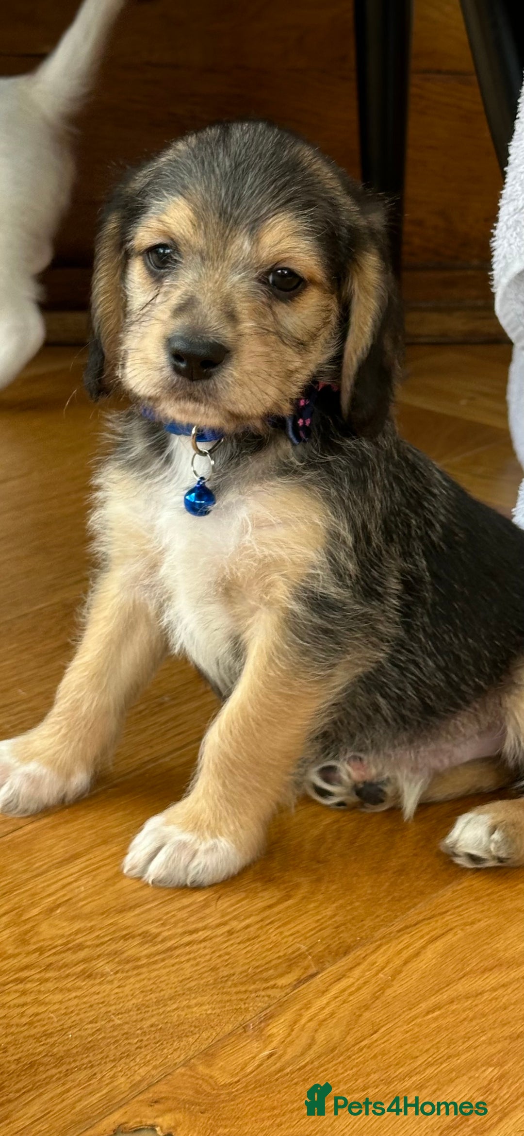 Mixed Breed dogs for sale: Beautiful Beagle X Cavapoo Puppies 🐾  - Image 9