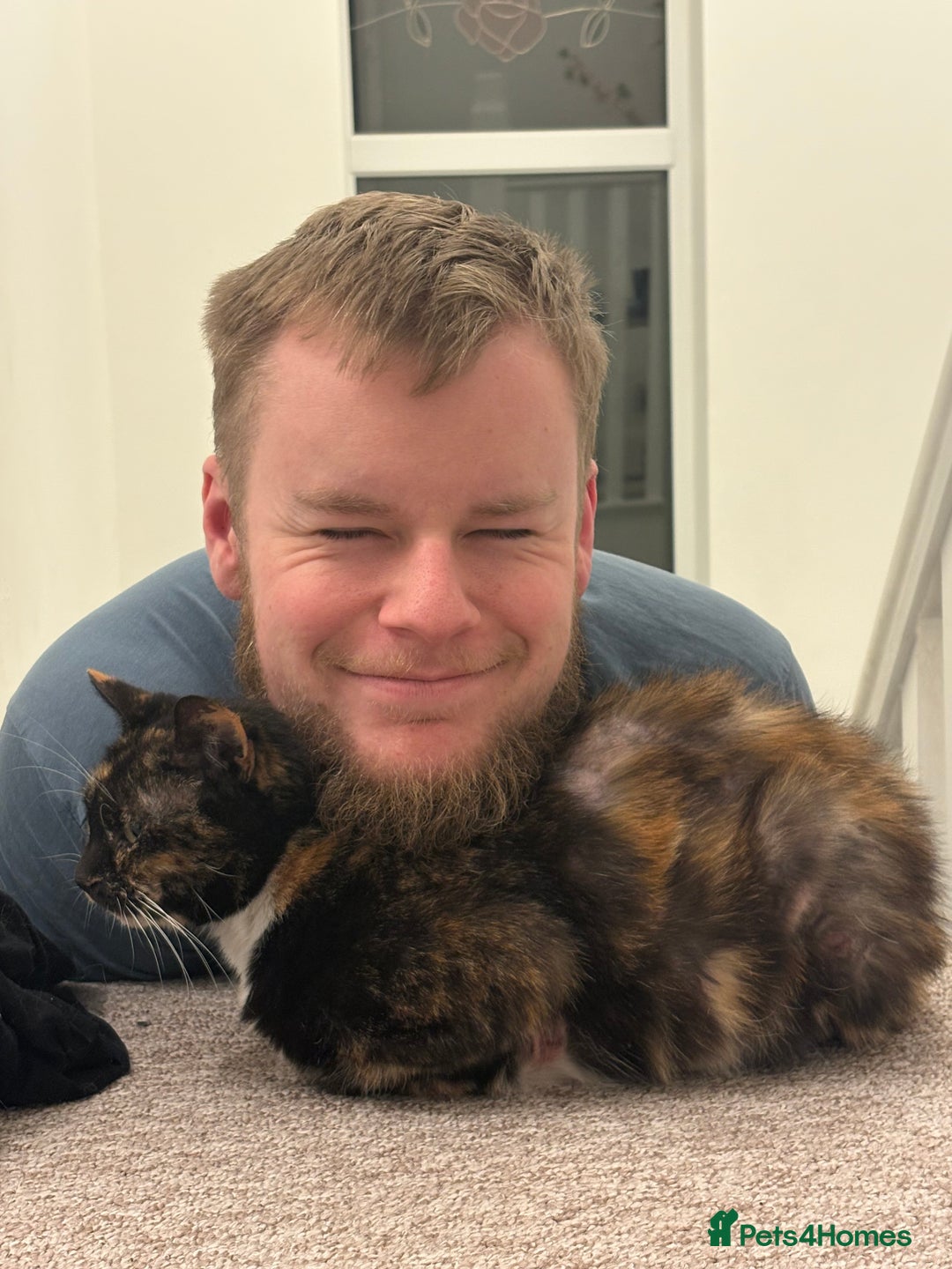 Mixed Breed cats for sale: Cookie- 4 year old female - Advert 3