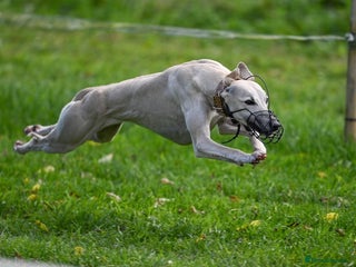 Whippet dogs Outstanding Fawn Female Whippet – Honey - Advert 1