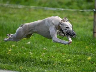 Whippet dogs Outstanding Fawn Female Whippet – Honey - Advert 17