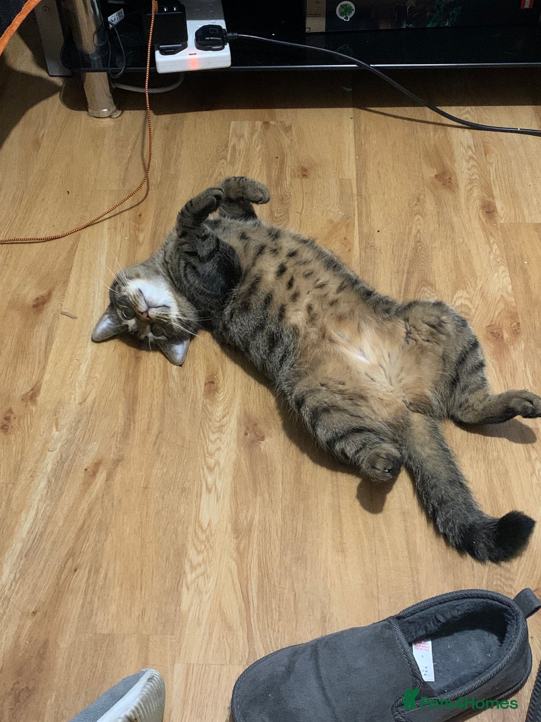 British Shorthair cats for sale: British shorthair cat 4 years old  - Advert 7