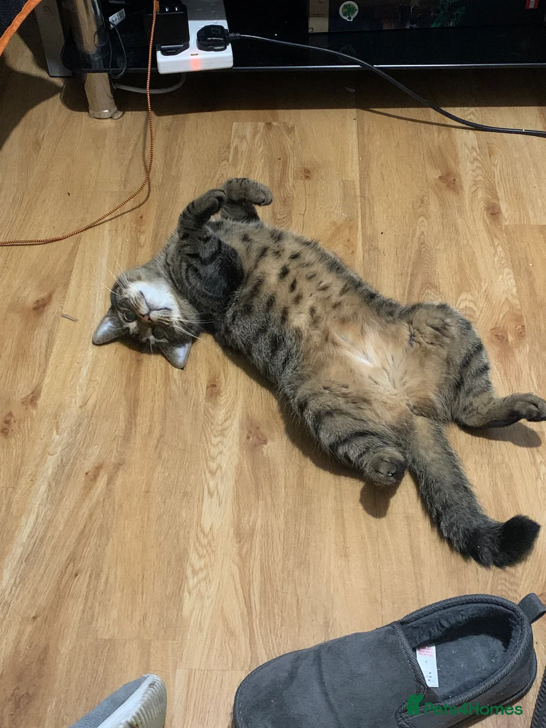 British Shorthair cats for sale: British shorthair cat 4 years old  - Advert 7