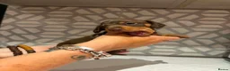 Miniature Dachshund dogs for sale: Miniature daschunds chocolate tan - Advert 11