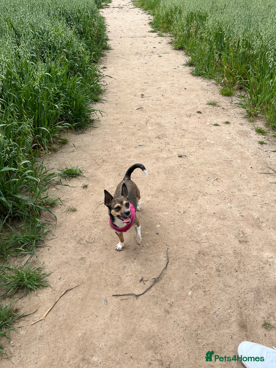 Mixed Breed dogs for sale: Beautiful Girl Bambi - Advert 5