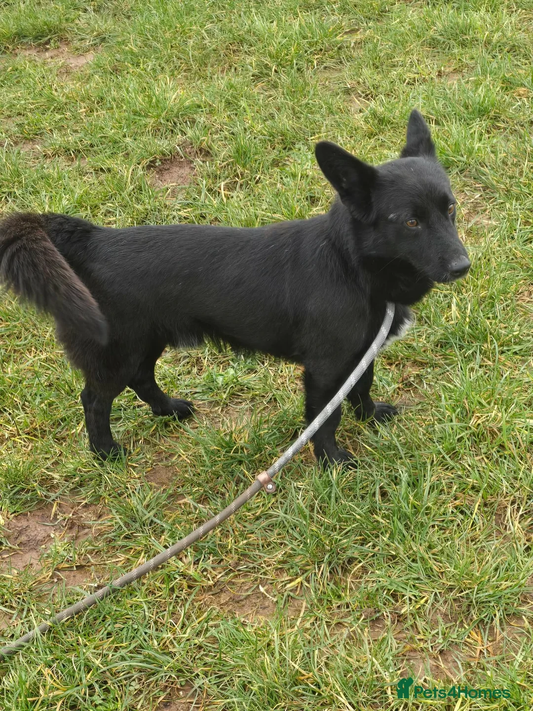 Mixed Breed dogs for adoption: BOB   - Advert 8
