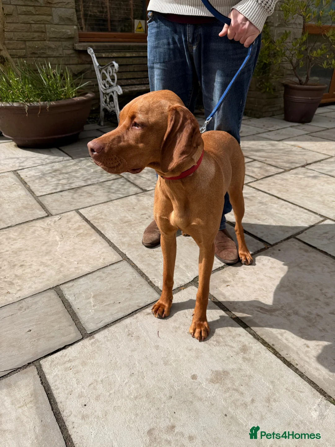 Hungarian Vizsla dogs for sale: KC Reg Hungarian Viszla House Trained Older Pup in Swansea - Advert 5