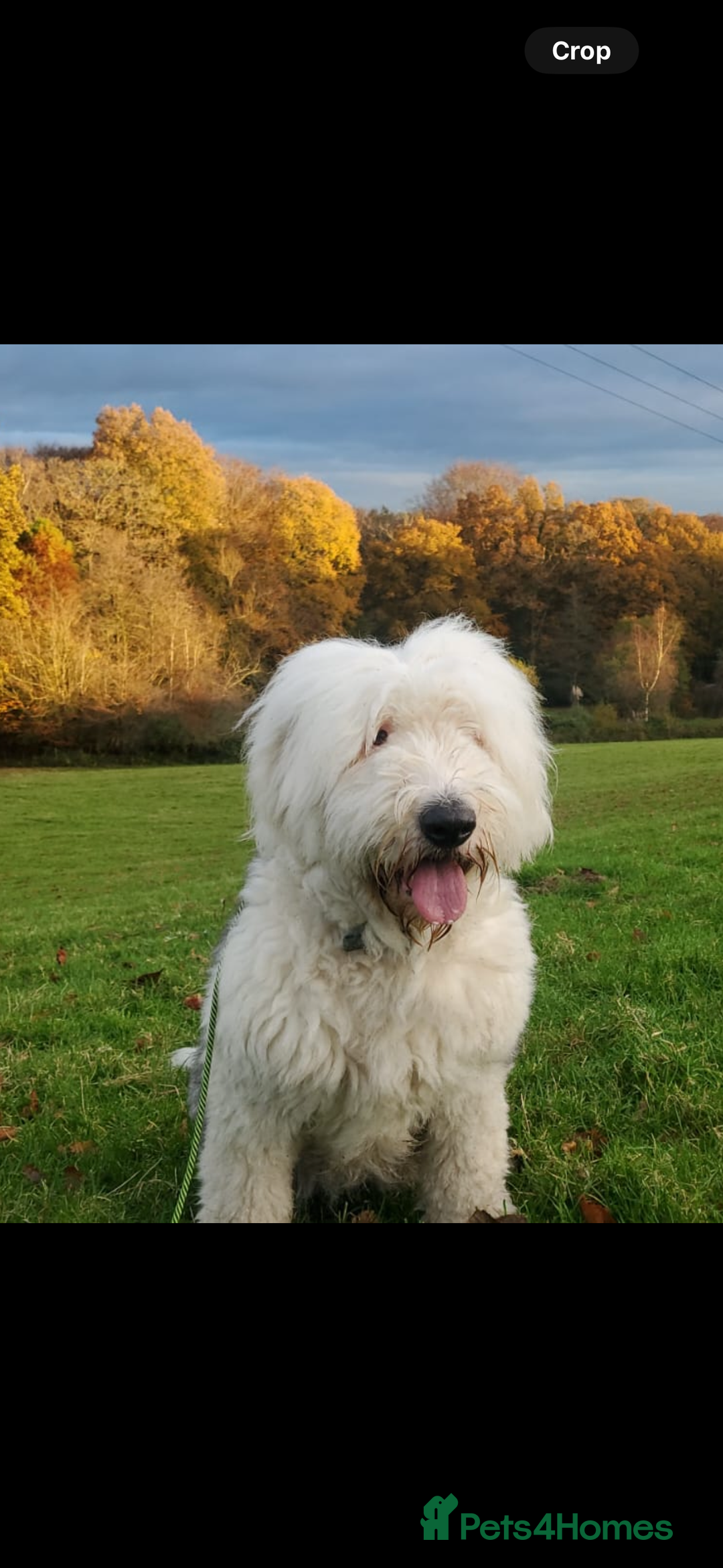 Old English Sheepdog dogs for sale: Old English Sheepdog Puppies  - Image 6