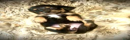 Mixed Breed dogs for sale: 5 beautiful Mauxie for sale  - Advert 29