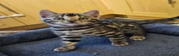 Bengal cats for sale: Tica registered brown bengal - Advert 9