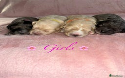 Cavapoo dogs for sale: BEAUTIFUL CAVAPOO PUPPIES HEALTH TESTED PARENTS  - Image 35