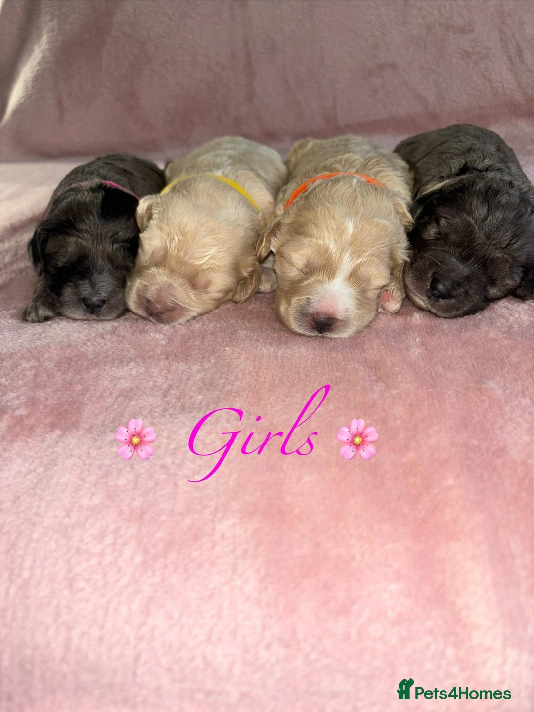 Cavapoo dogs for sale: BEAUTIFUL CAVAPOO PUPPIES HEALTH TESTED PARENTS  - Image 35