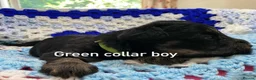 Schnoodle dogs for sale: F1 Toy Schnoodles  - Advert 18