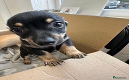 Chihuahua dogs for sale: 2 male puppies Ready to go  - Image 3