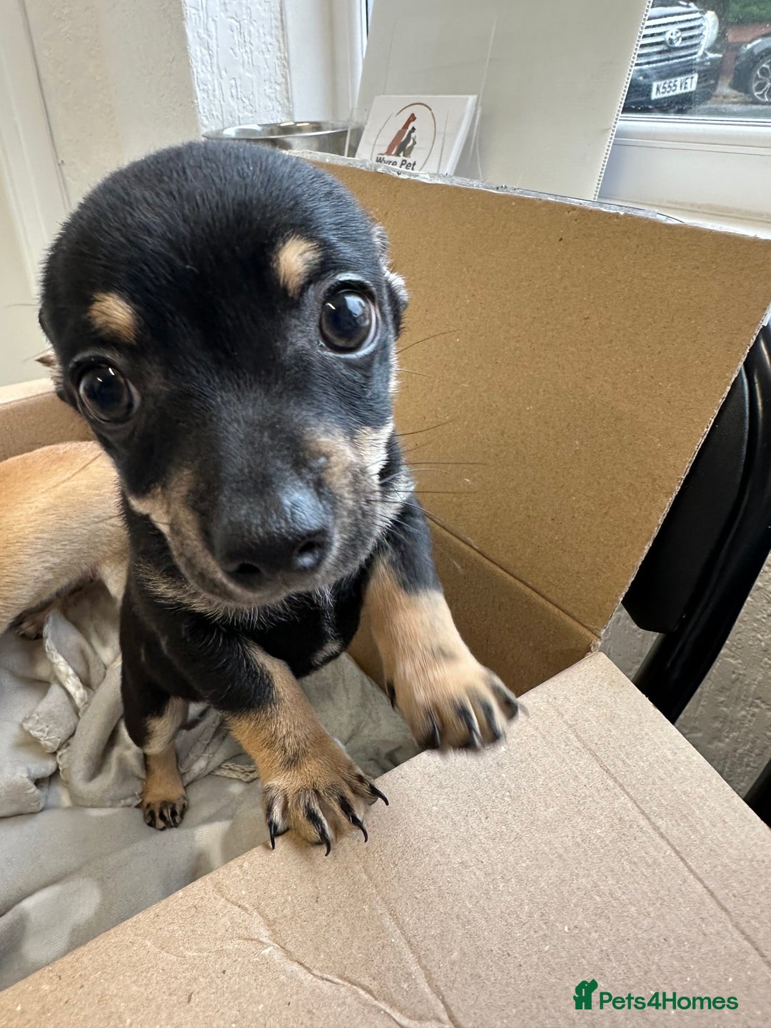 Chihuahua dogs for sale: 2 male puppies Ready to go  - Image 3