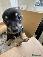 Chihuahua dogs - Advert 3