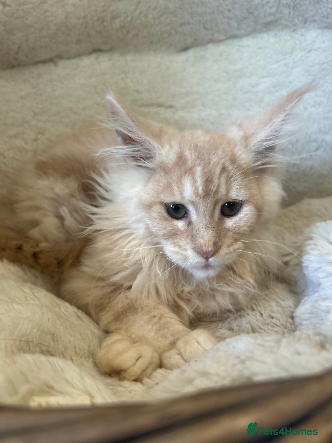Maine Coon cats for sale: Stunning Mainecoon kittens  - Image 14