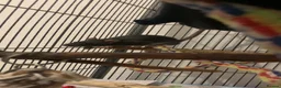 Rat rodents for sale: Black male rat  in Nottingham - Advert 1