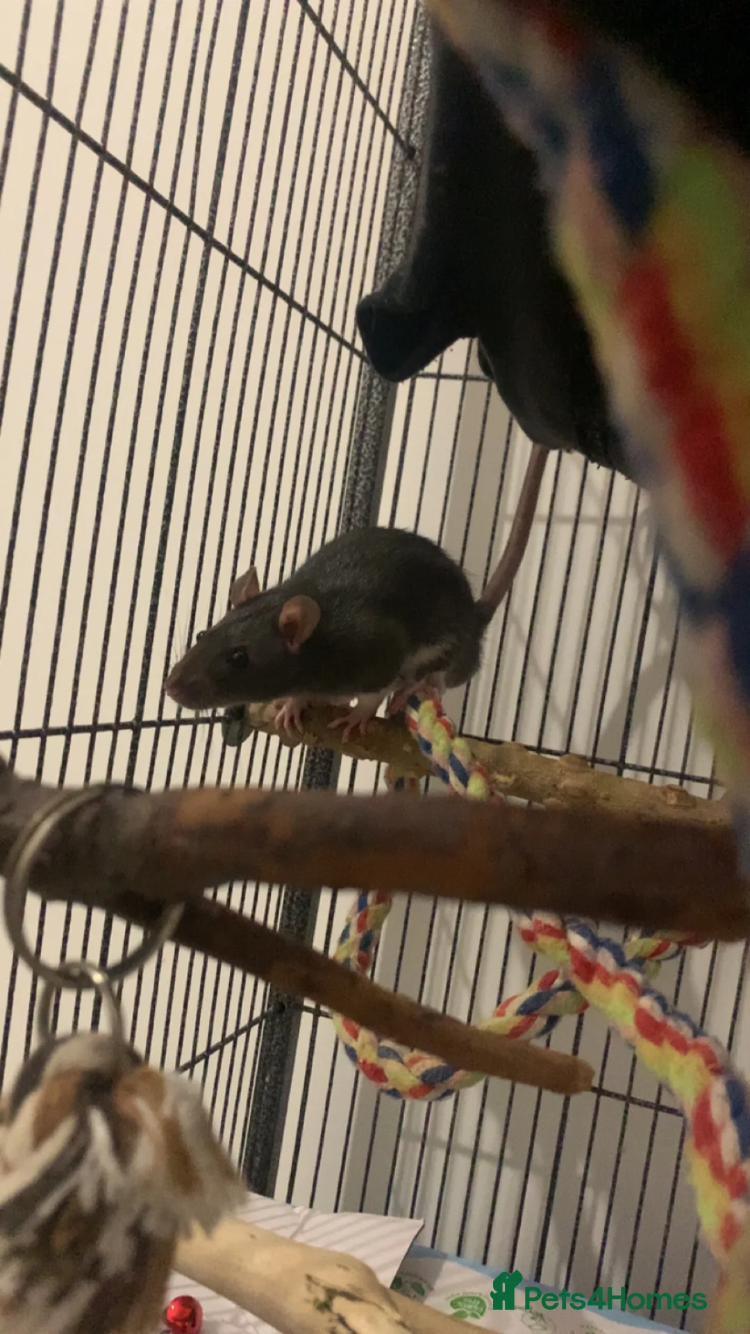 Rat rodents for sale: Black male rat  in Nottingham - Advert 1