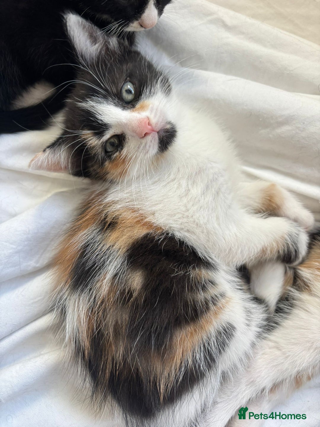 Domestic Shorthair cats for sale: 2 beautiful kittens  - Image 4