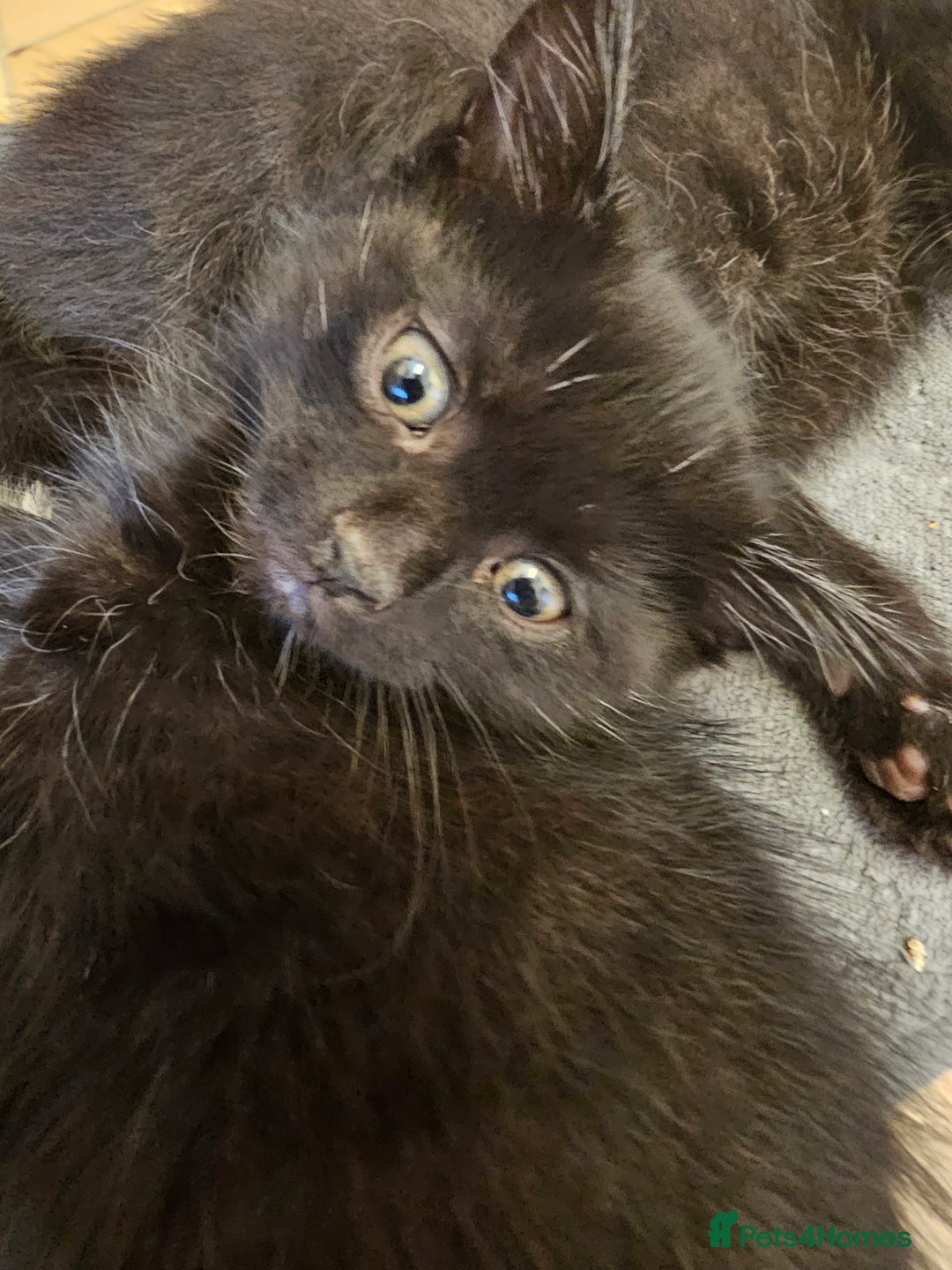 Mixed Breed cats for sale: 3 playful kittens  - Image 29