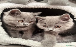 British Shorthair cats for sale: PEDIGREE BLUE BSH KITTEN AVAILABLE NOW!  - Image 4