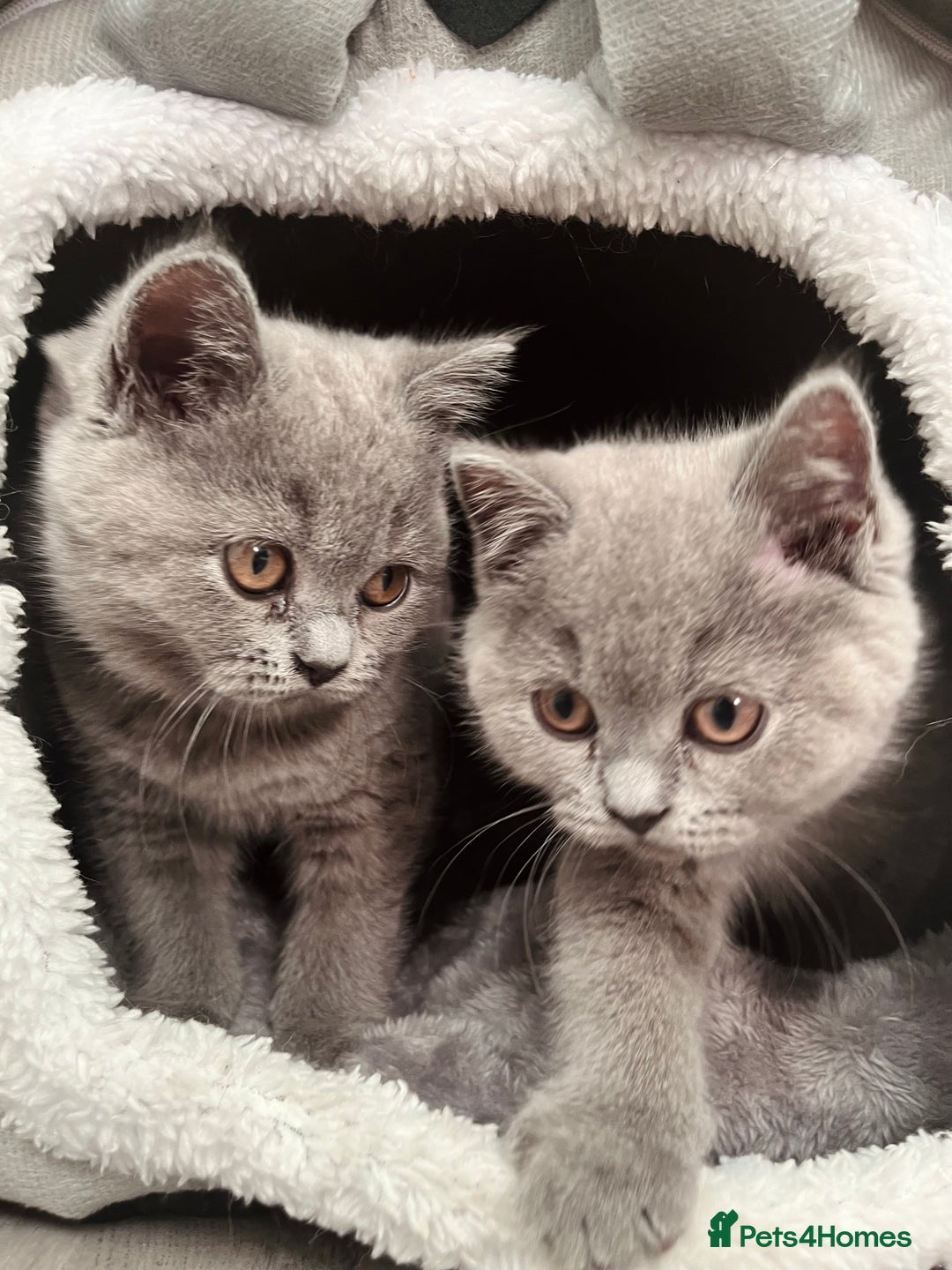British Shorthair cats for sale: PEDIGREE BLUE BSH KITTEN AVAILABLE NOW!  - Image 4