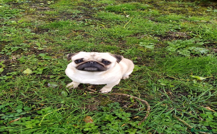 Pug dogs - Advert 6