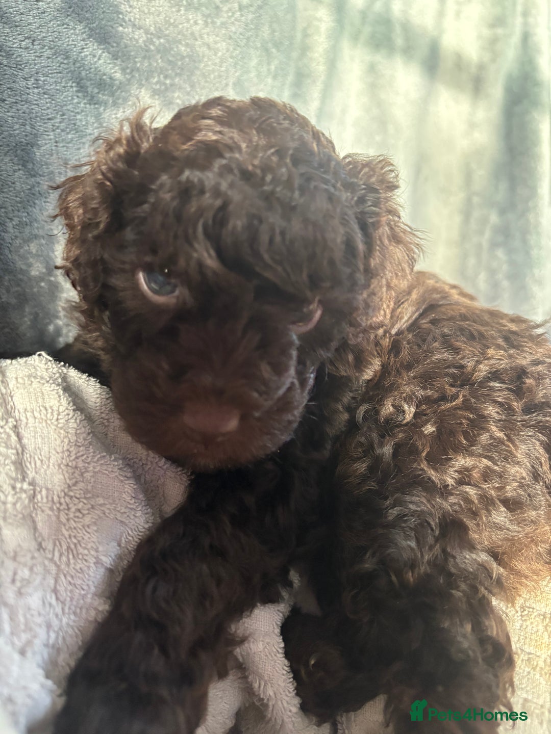 Cockapoo dogs for sale: Female cockapoo puppy brown and tan - Advert 3