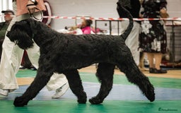 Giant Schnauzer dogs for stud: Stud dog - Giant Shnauzer  - Image 4