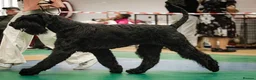 Giant Schnauzer dogs for stud: Stud dog - Giant Shnauzer  - Advert 4