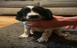 English Springer Spaniel dogs for sale:  Bw Springer spaniel puppies  - Advert 11