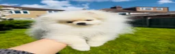 Pomeranian dogs for sale: Snowy boy  - Advert 1