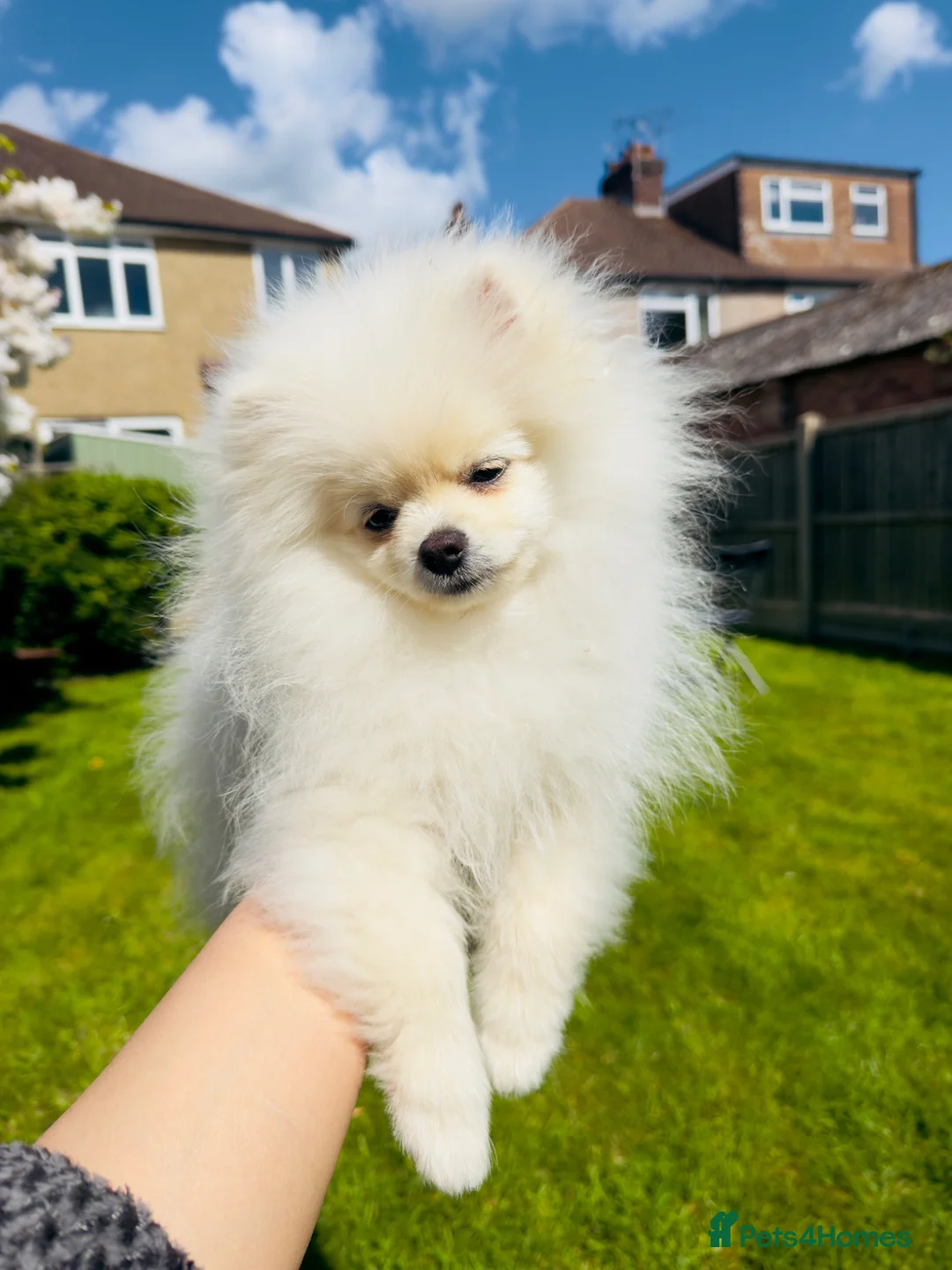 Pomeranian dogs for sale: Snowy boy  - Advert 1