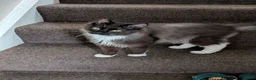 Ragdoll cats for sale: Gorgeous Tuxedo Smoke Ragdoll Cross Boy - Advert 5