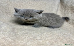 British Shorthair cats for sale: British Blue SH Kittens, TICA, Queens,Studs. - Image 2