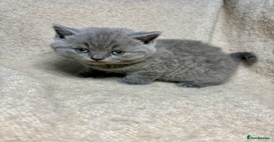 British Shorthair cats - Advert 2
