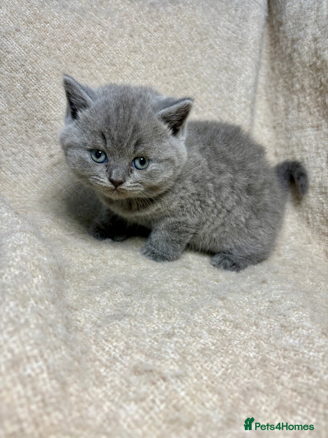 British Shorthair cats for sale: British Blue SH Kittens, TICA, Queens,Studs. - Image 2