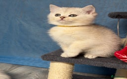 British Shorthair cats for sale: AdorableBritish shorthair silver/golden kitensTICA - Image 13