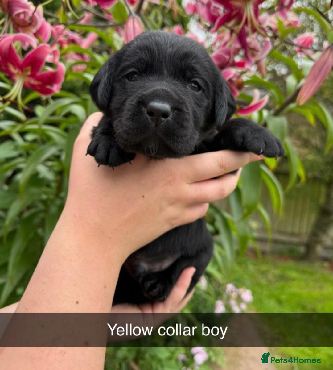 Labrador Retriever dogs for sale: Labrador Retriever Puppies - Image 2