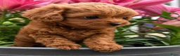 Toy Poodle dogs for sale: Stunning Asian Toy Poodle Puppies – Ready Now 🐾 - Advert 16