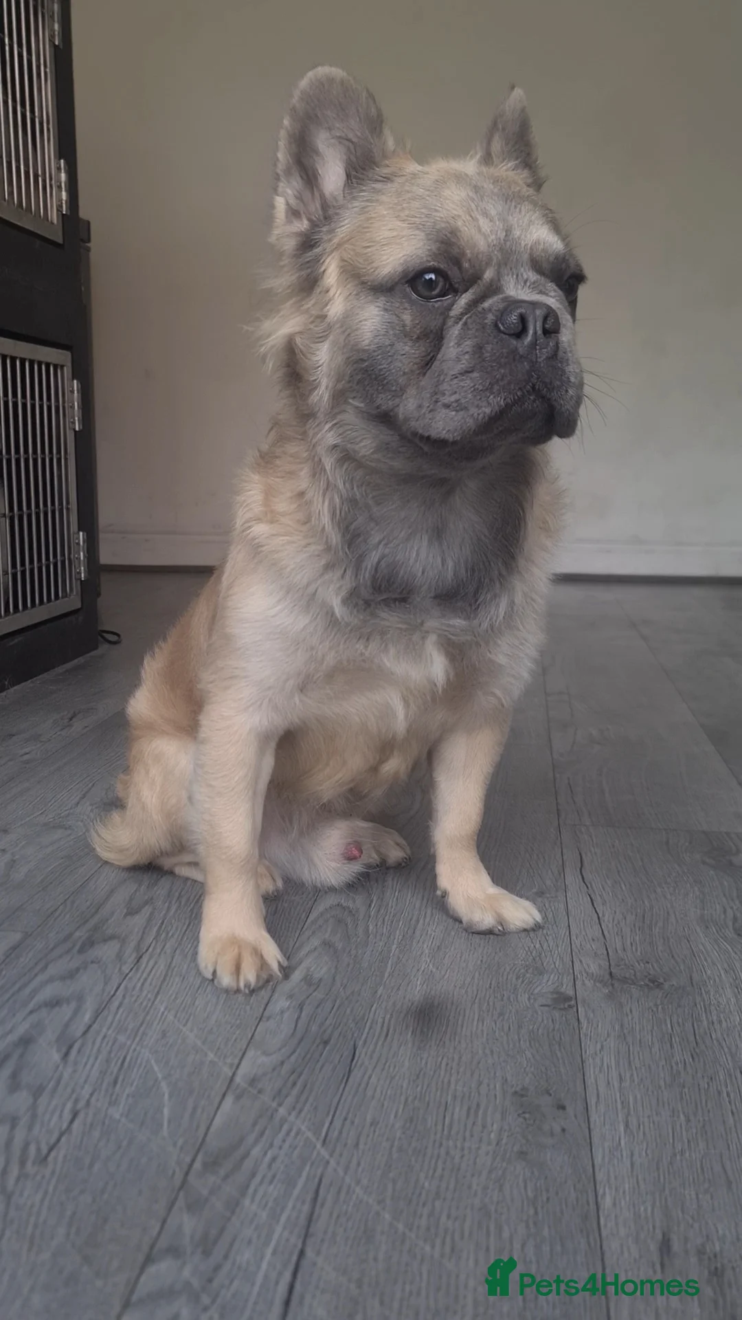 French Bulldog dogs for stud: 💎 Yuan – Proven Visual Fluffy Sire ✨ - Advert 1