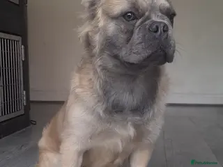 French Bulldog dogs 💎 Yuan – Proven Visual Fluffy Sire ✨ - Advert 1