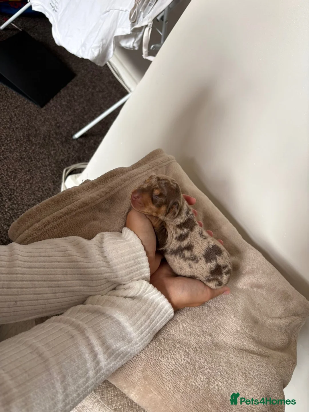 Miniature Dachshund dogs for sale:  Miniature Dachshund Puppies – 2 Girls & 1 Boy 🐾 in Romford - Advert 17